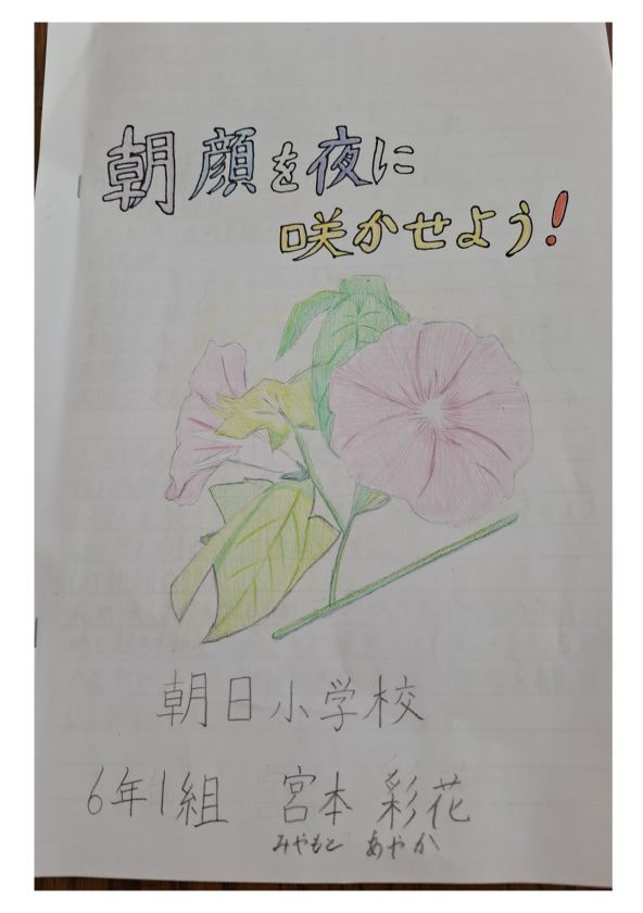 朝顔を夜に咲かせよう!(1/15)