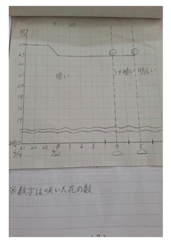 朝顔を夜に咲かせよう!(5/15)